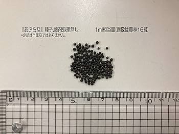 Amazon | 福花園種苗 あぶらな種子お徳用 1L詰 | 花